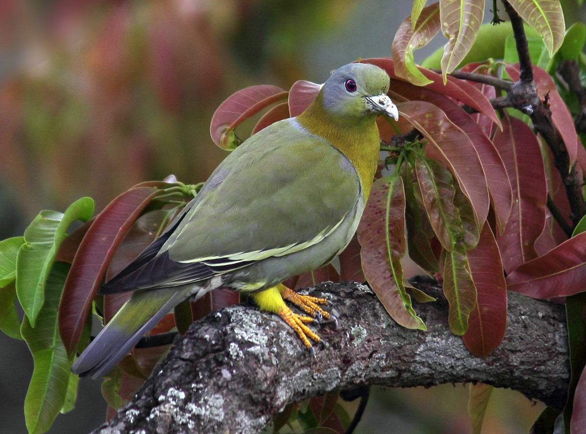 Yellow-footed Green-Pigeon - Arindam Saha