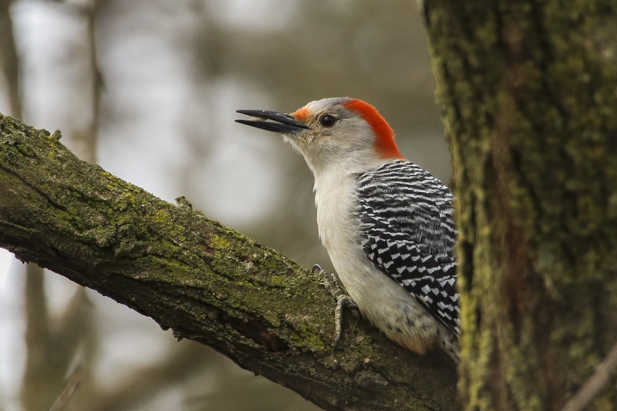 Red-bellied Woodpecker - Jefferson Shank