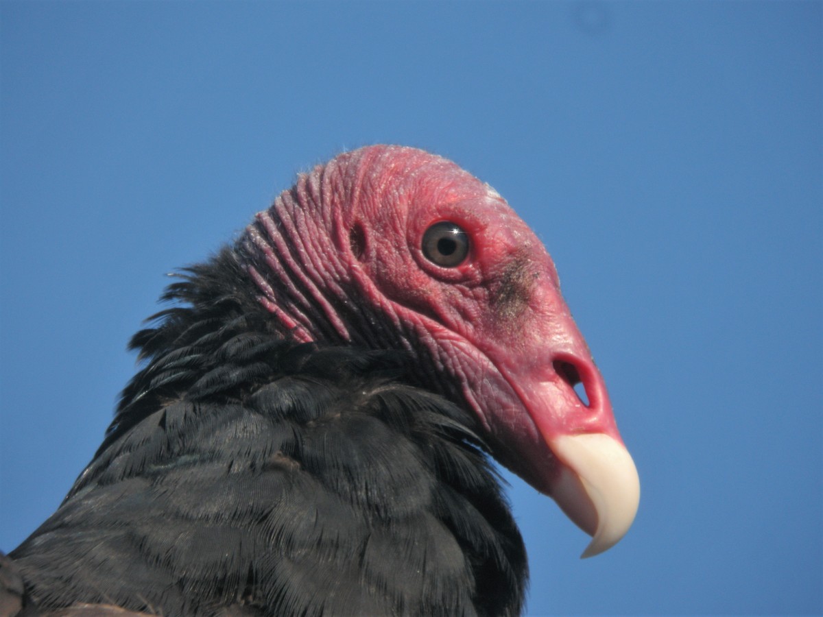 Turkey Vulture - ML312137121