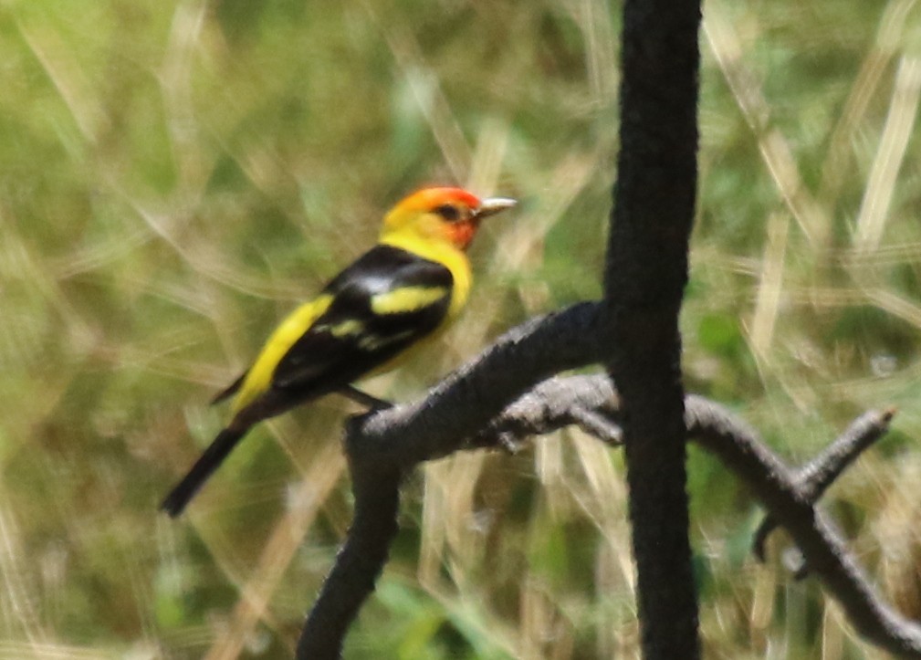 Western Tanager - ML312137161
