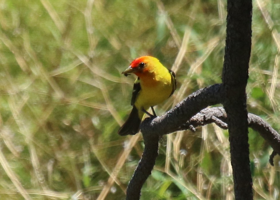 Western Tanager - ML312137331