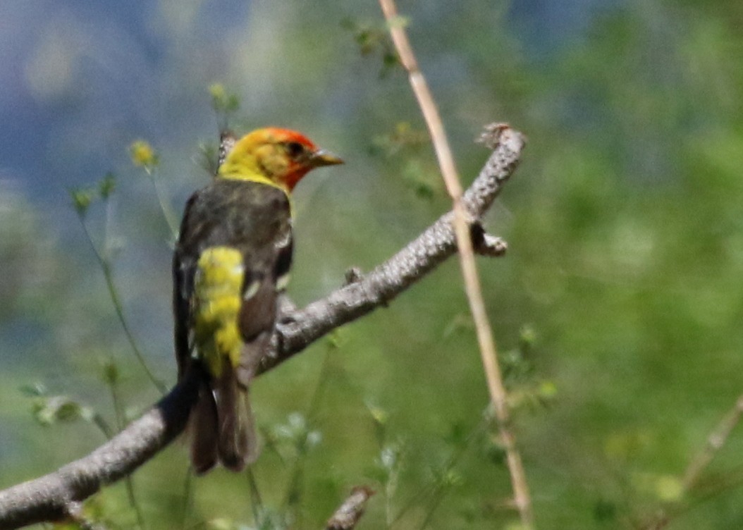 Western Tanager - ML312137951