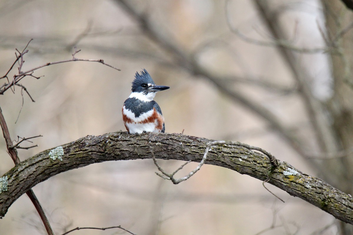 Belted Kingfisher - ML312138081