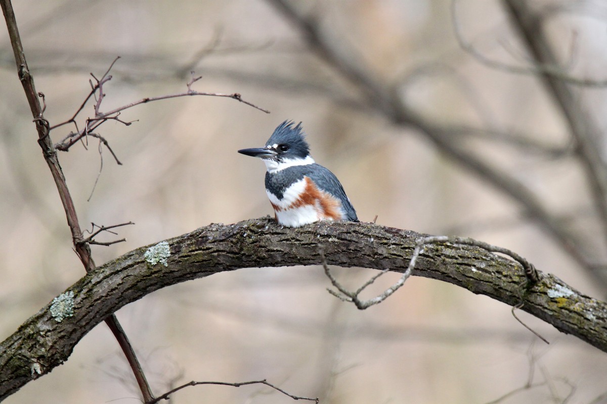 Belted Kingfisher - ML312138141