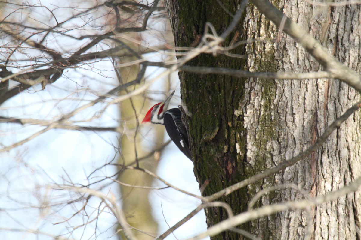 Pileated Woodpecker - ML312138621