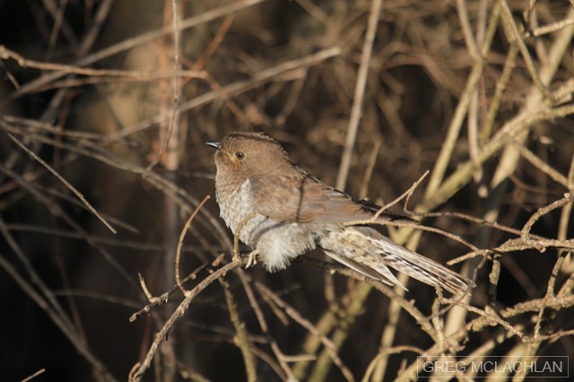 Fan-tailed Cuckoo - Greg McLachlan