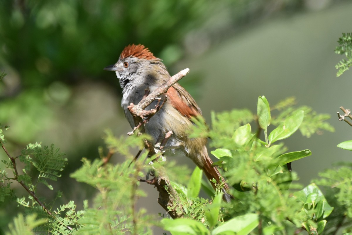 Sooty-fronted Spinetail - Víctor Sánchez
