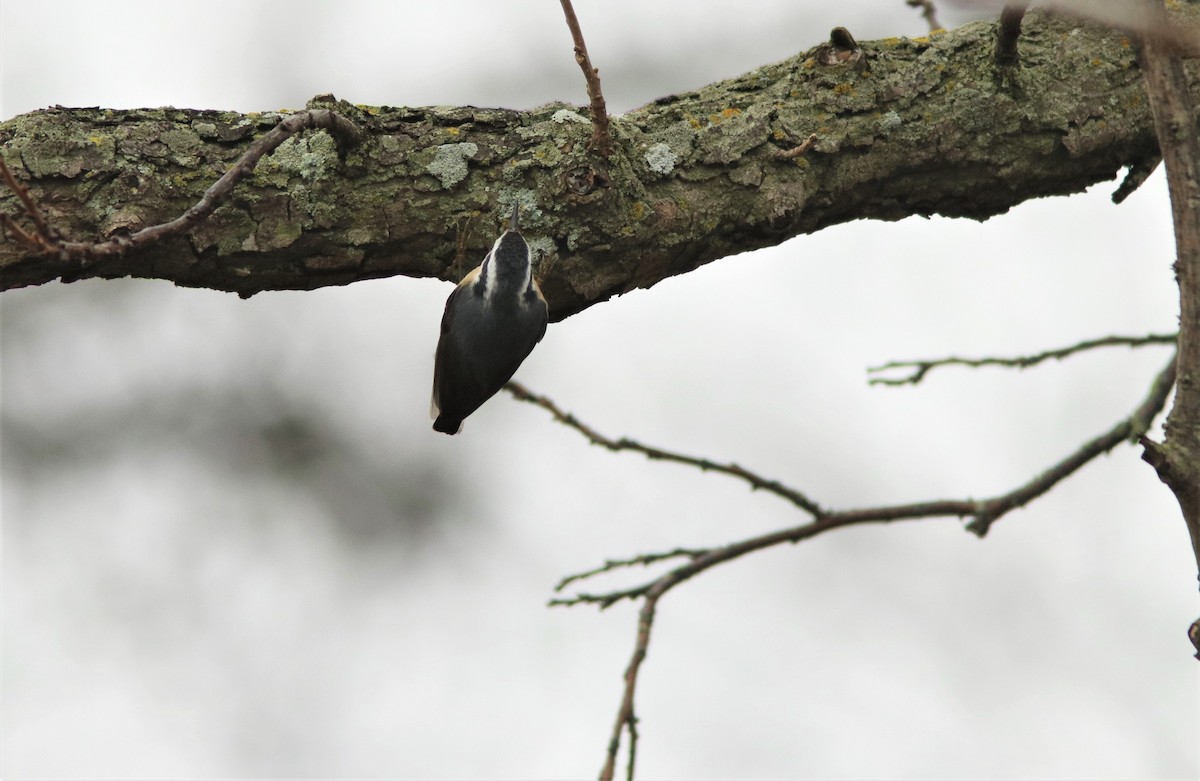 Red-breasted Nuthatch - ML312147781