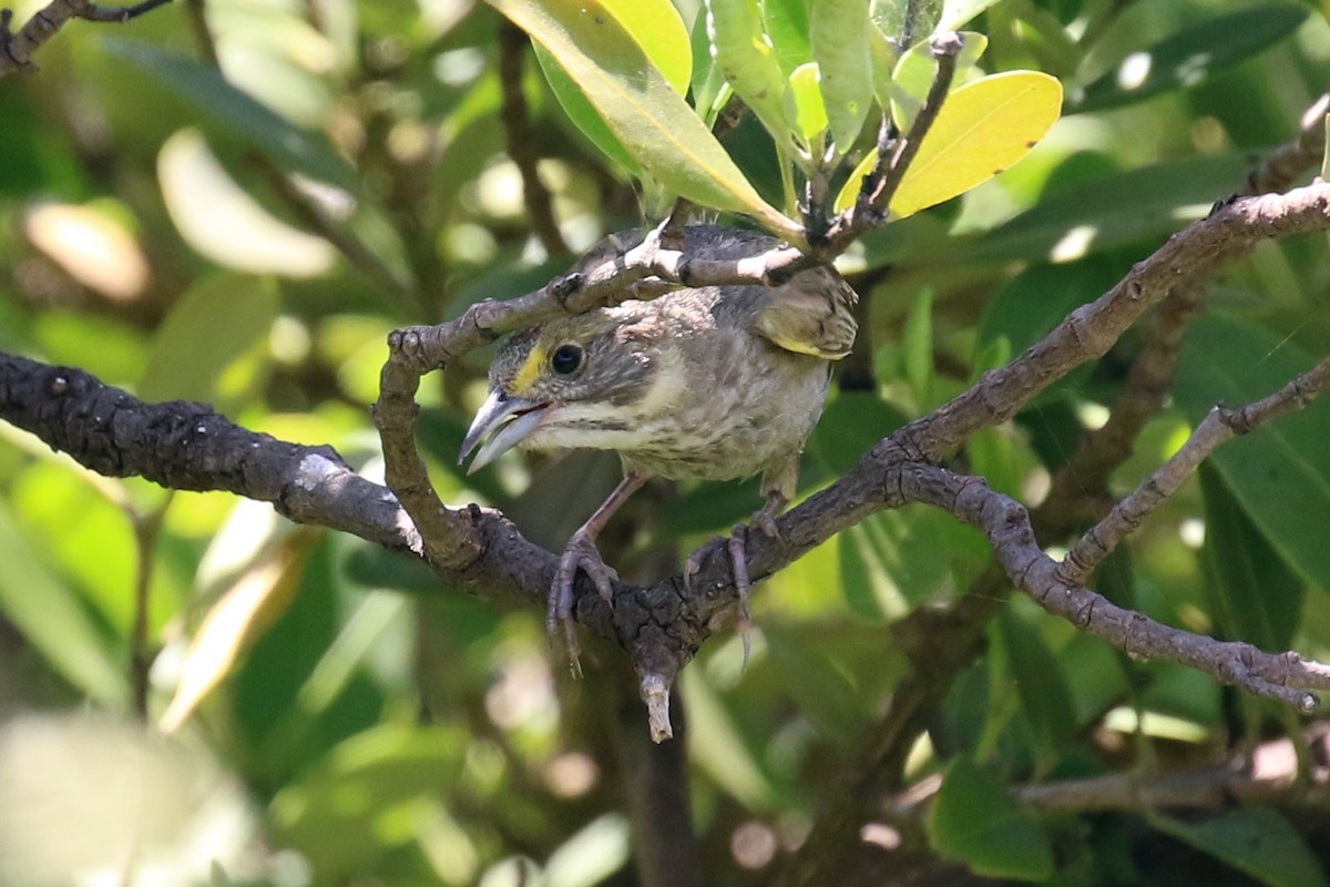 Seaside Sparrow (Gulf of Mexico) - Dan Jones