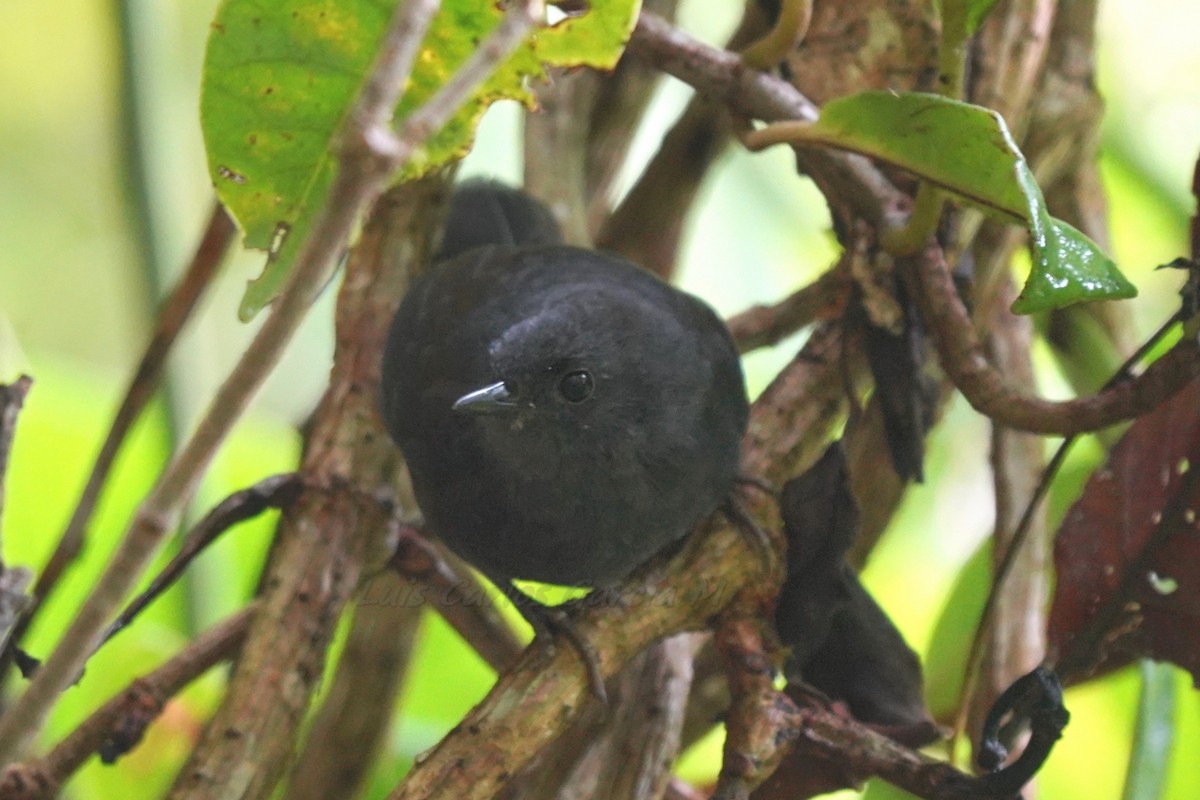 Long-tailed Tapaculo - ML312153291