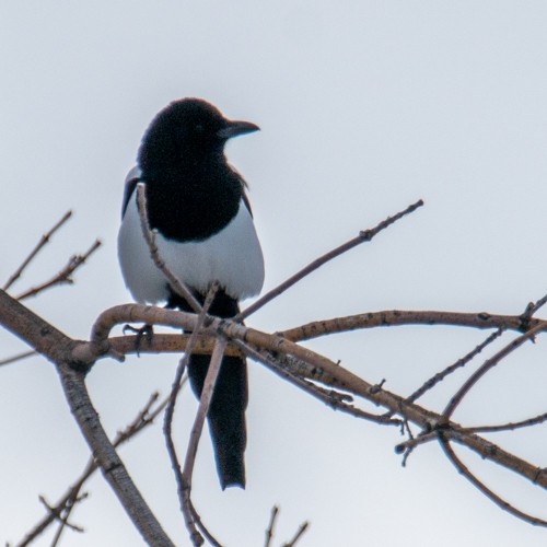 Black-billed Magpie - John Salisbury