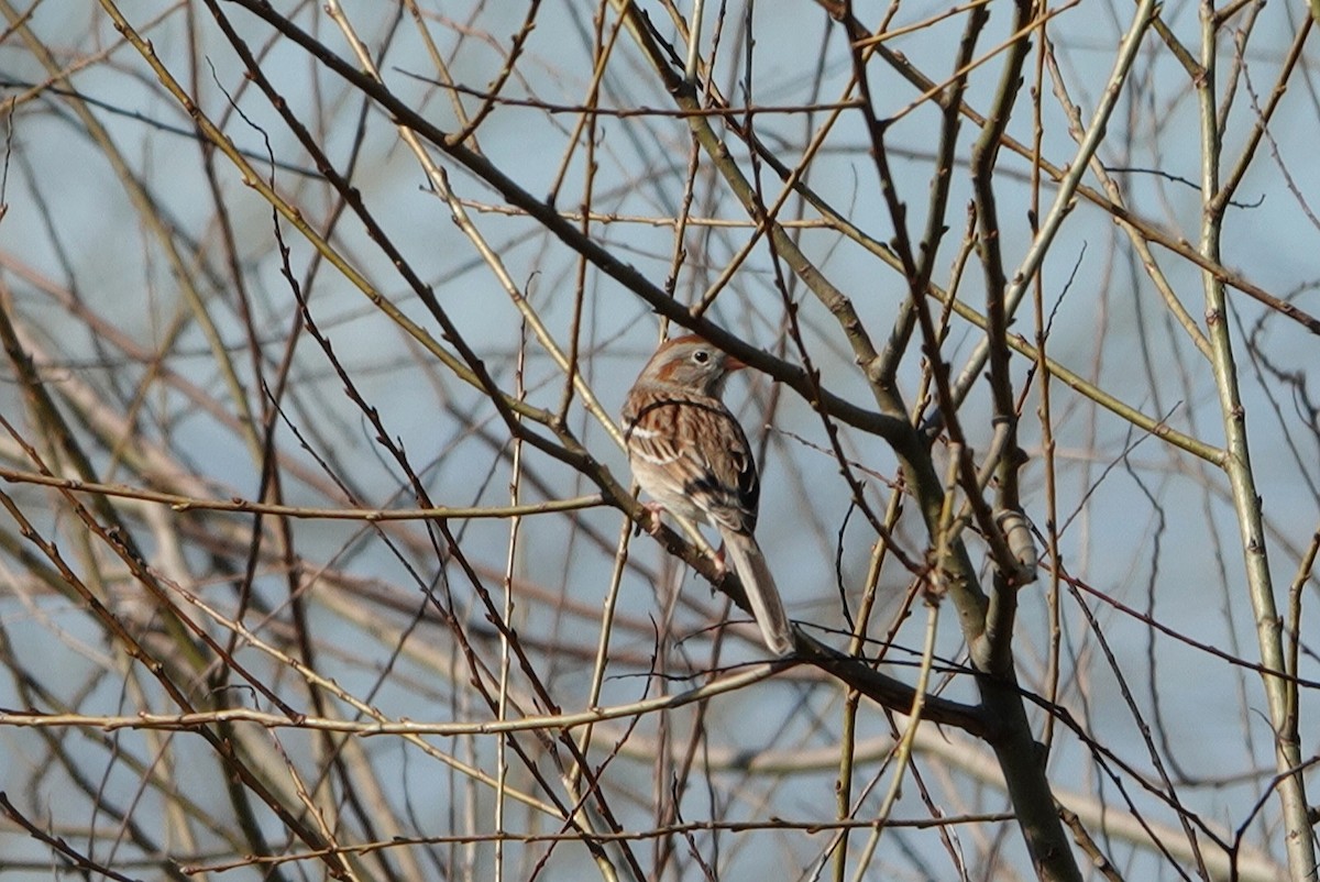 Field Sparrow - ML312157971