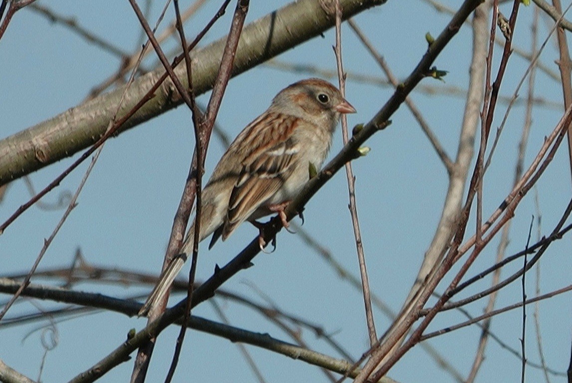 Field Sparrow - ML312158151