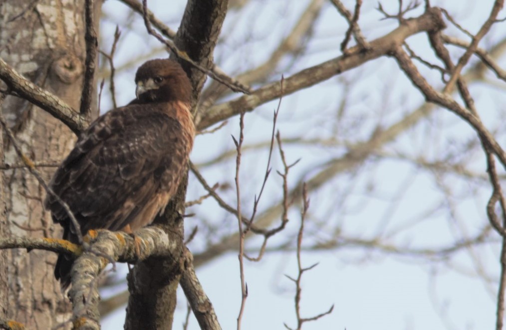 Red-tailed Hawk - ML312162371
