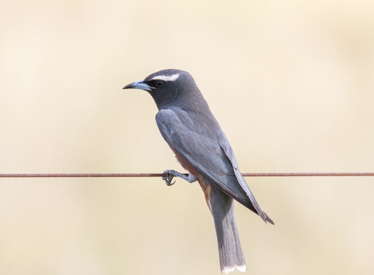 White-browed Woodswallow - ML312167301