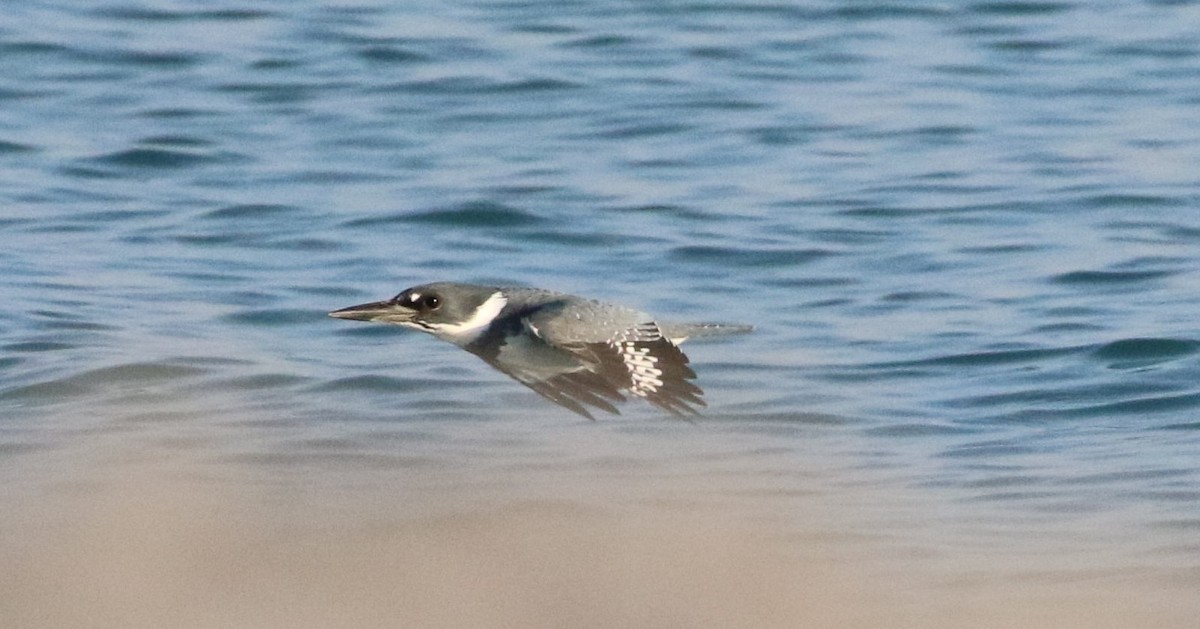Belted Kingfisher - ML312181431