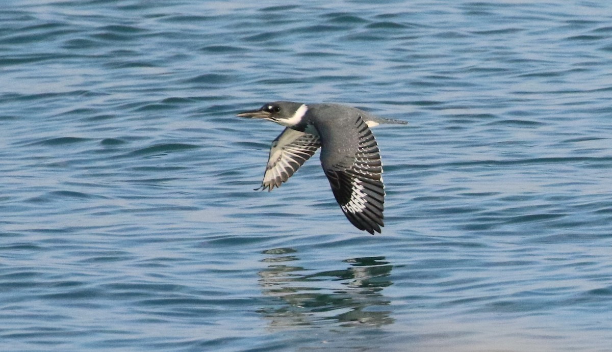 Belted Kingfisher - ML312181441