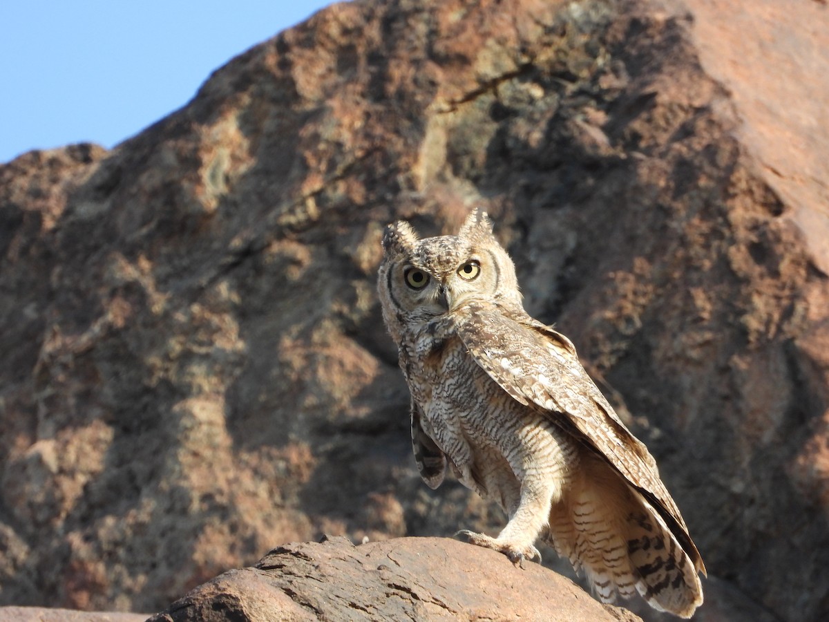 Arabian Eagle-Owl - ML312183361