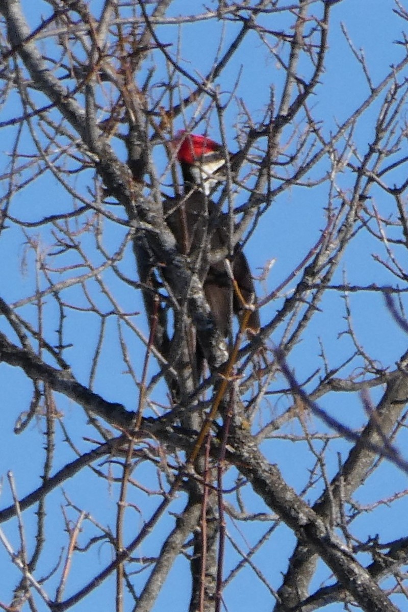 Pileated Woodpecker - ML312184071