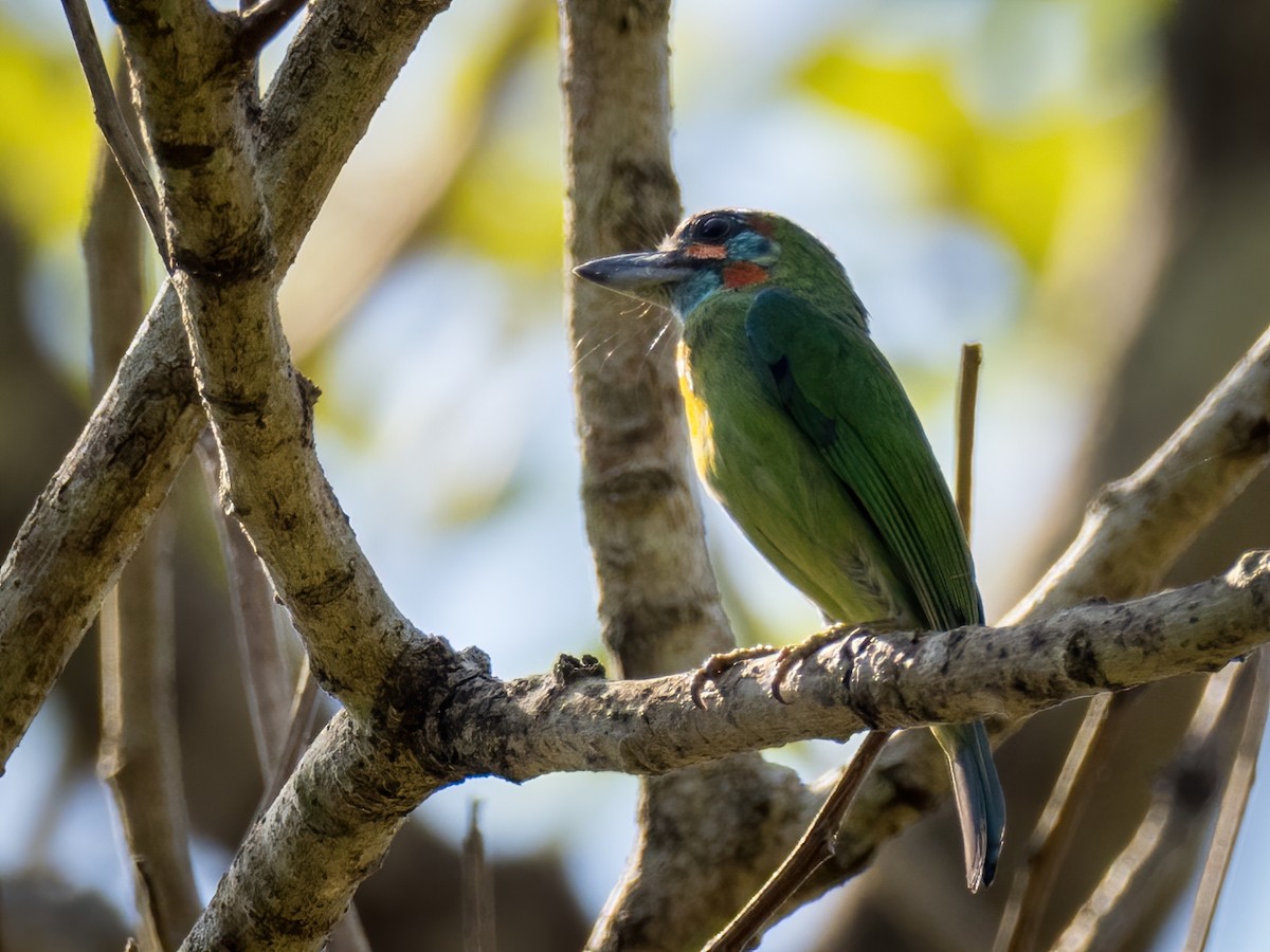 Blue-eared Barbet - Anonymous