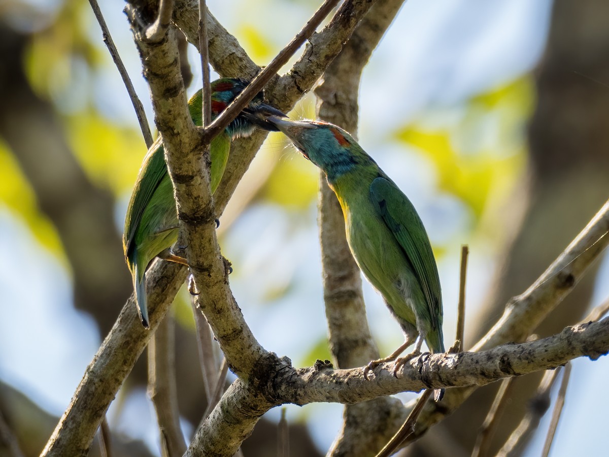 Blue-eared Barbet - Anonymous