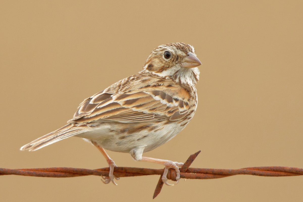 Vesper Sparrow - ML312187511