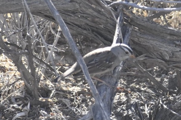 White-crowned Sparrow - ML312188731