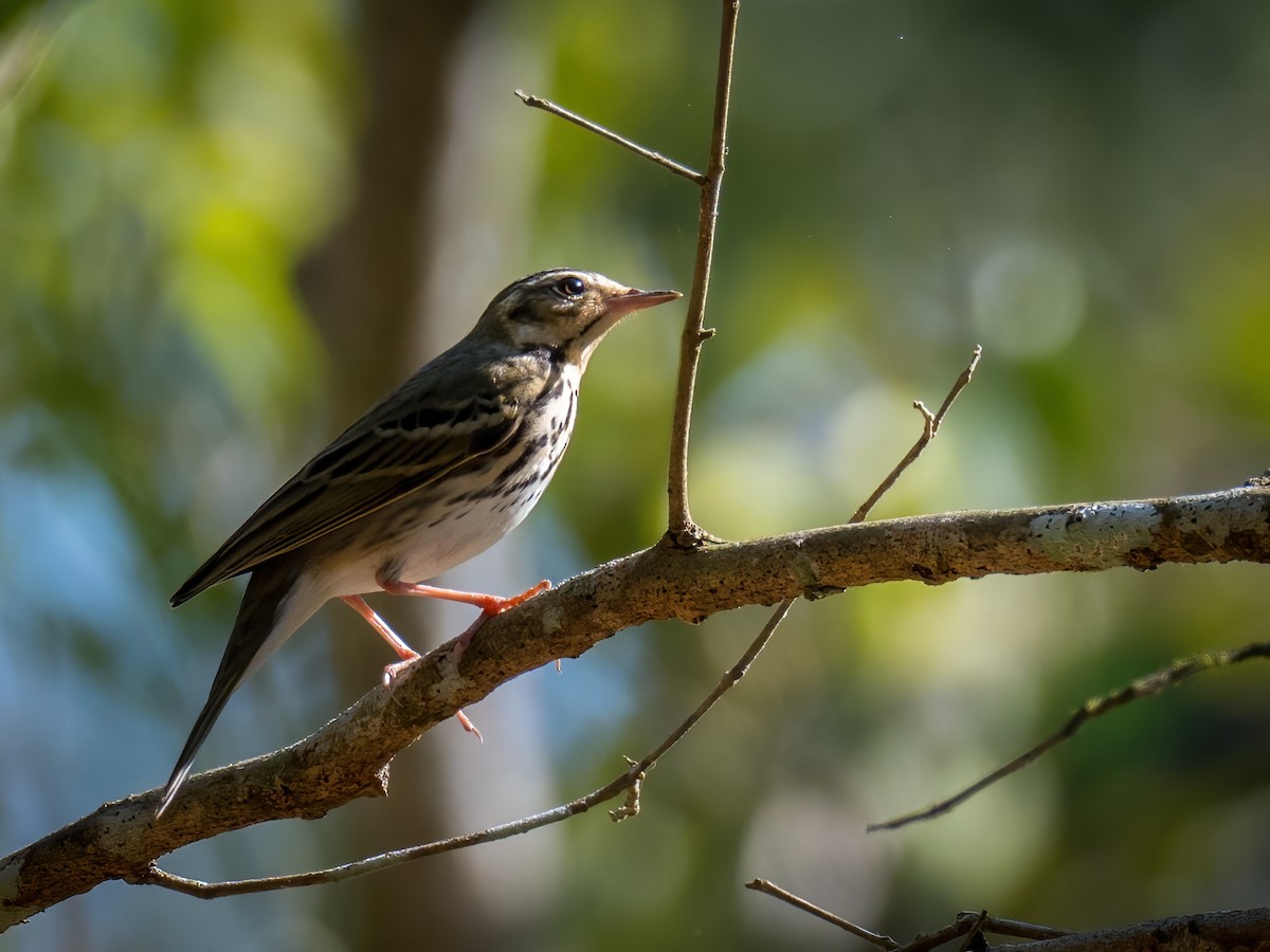 Olive-backed Pipit - Anonymous