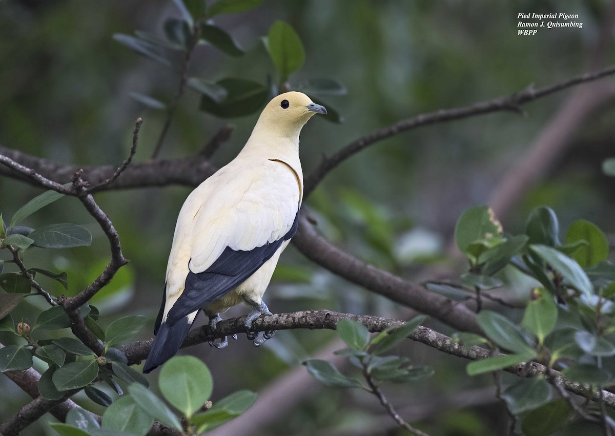Pied Imperial-Pigeon - ML312189421