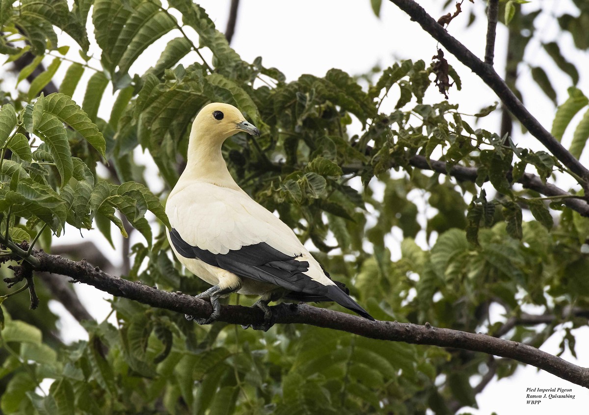 Pied Imperial-Pigeon - ML312189551