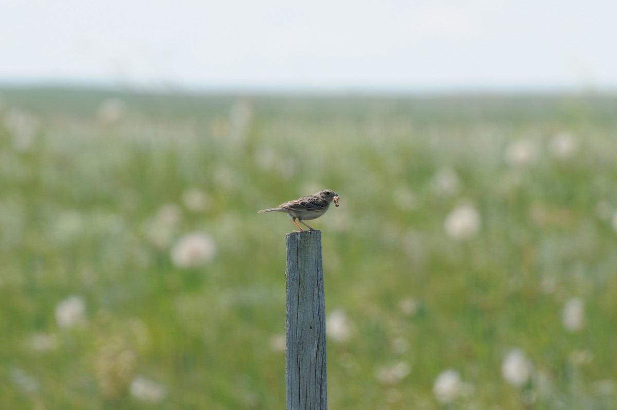 Grasshopper Sparrow - ML31218981