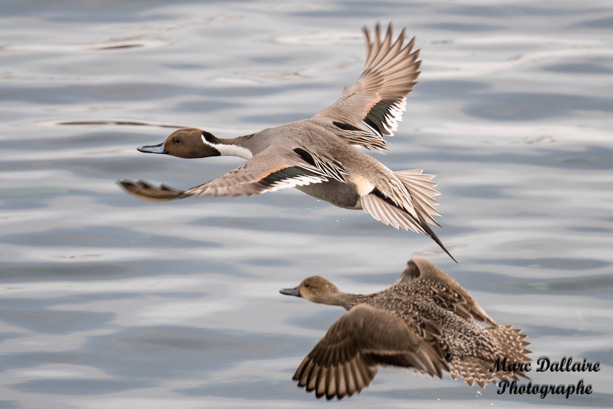 Northern Pintail - Marc Dallaire