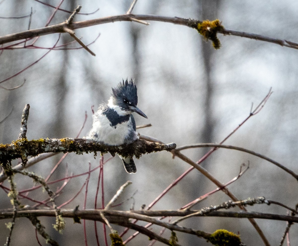 Belted Kingfisher - ML312198571