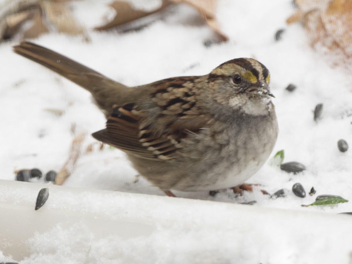 White-throated Sparrow - ML312200351