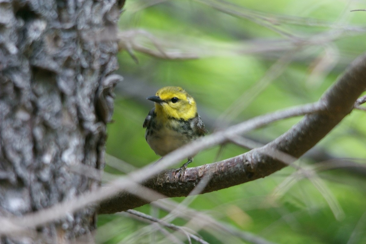 Black-throated Green Warbler - Caleb Scholtens