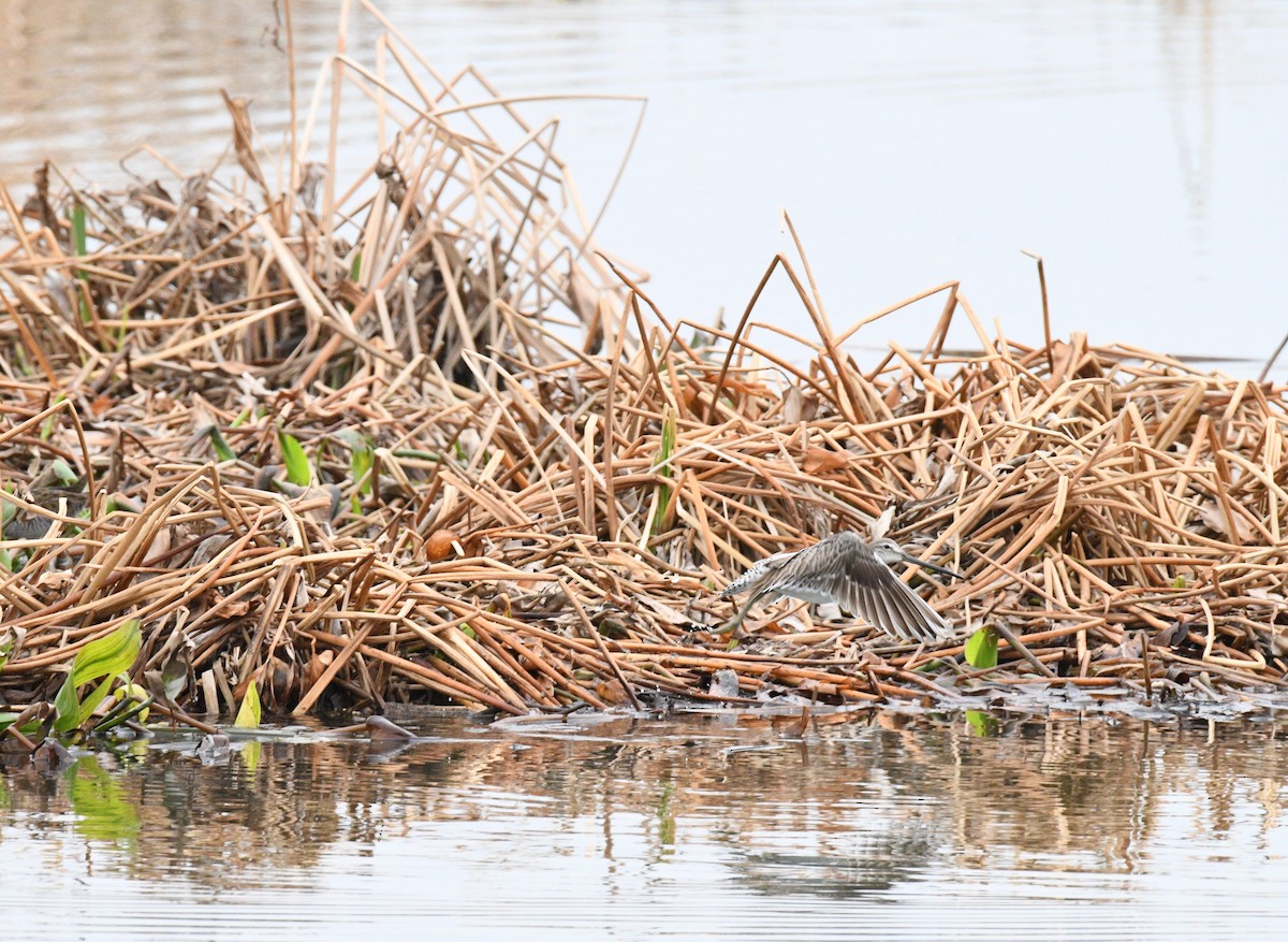 Long-billed Dowitcher - ML312204481