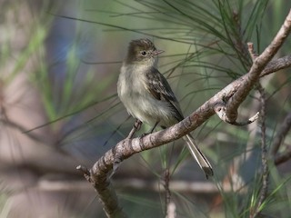  - Greater Antillean Elaenia (Hispaniolan)