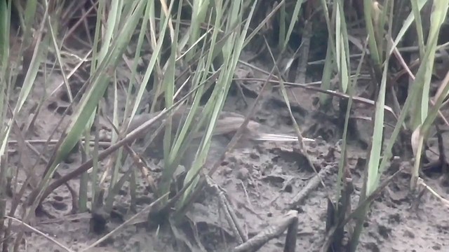 Приморская овсянка-барсучок (maritima/macgillivraii) - ML312210081