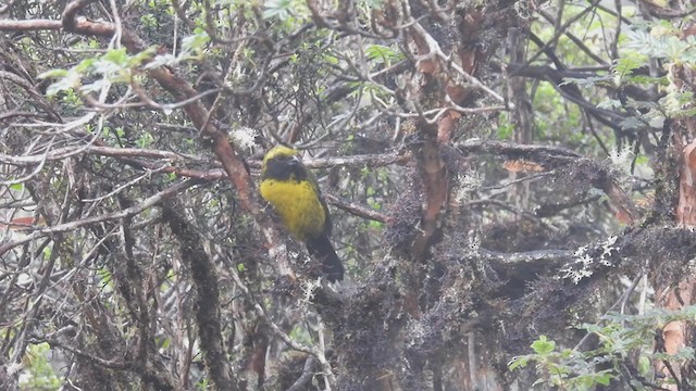 Masked Mountain Tanager - ML312211751
