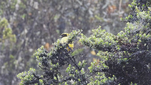Masked Mountain Tanager - ML312211811