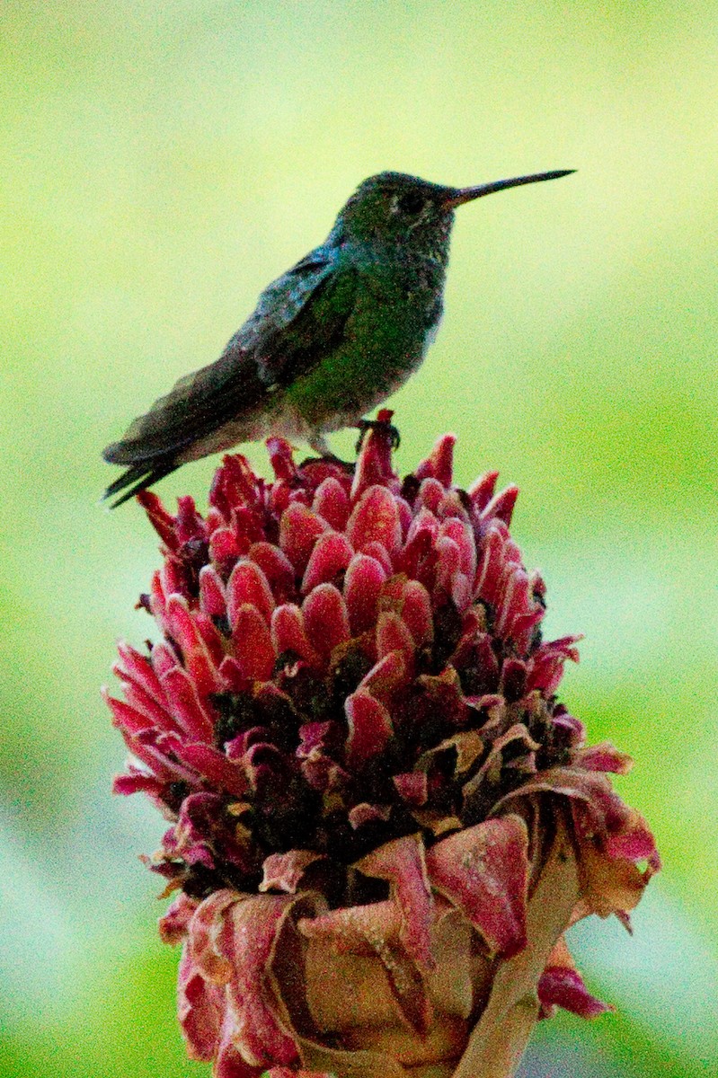 kolibřík zrcadlový - ML312212471