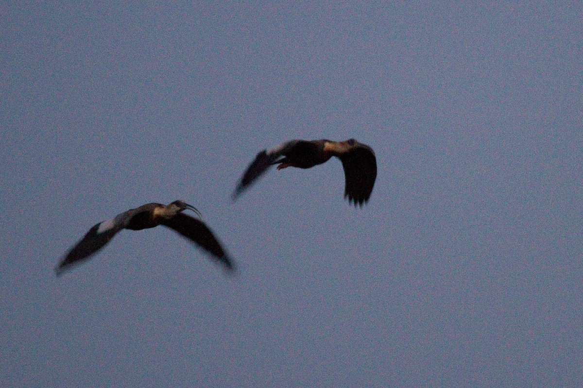 ibis bělokřídlý - ML312212511