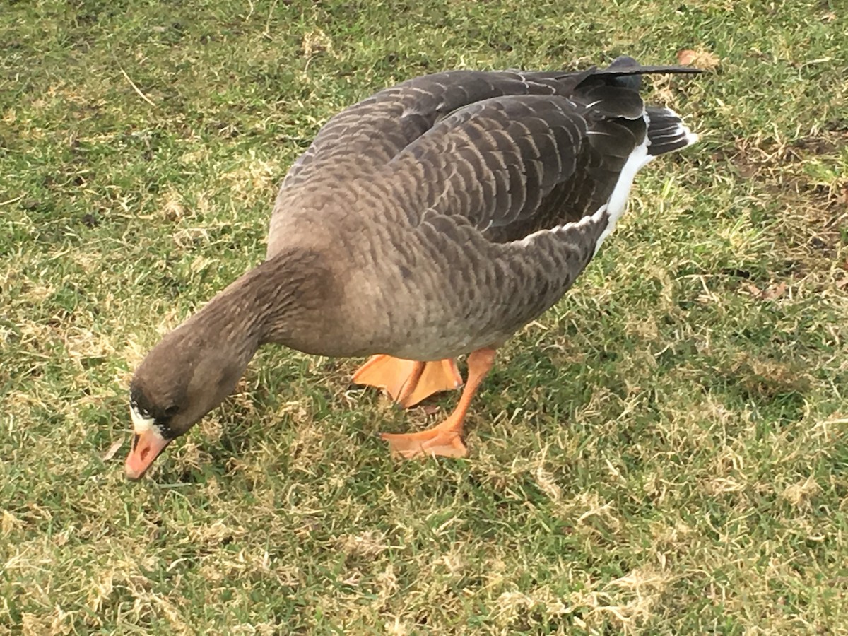 Greater White-fronted Goose - ML312217381