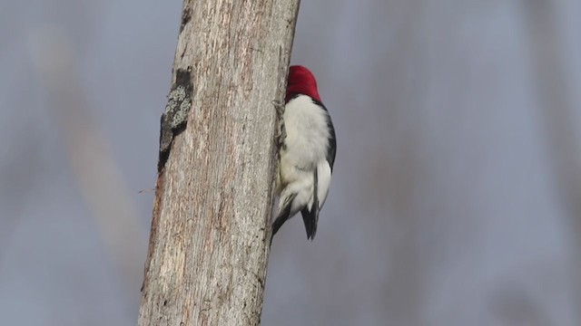 Red-headed Woodpecker - ML312221031