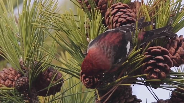 White-winged Crossbill (leucoptera) - ML312221311