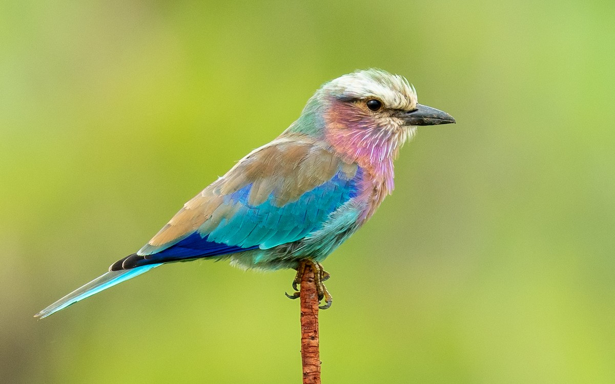 Lilac-breasted Roller - ML312227541