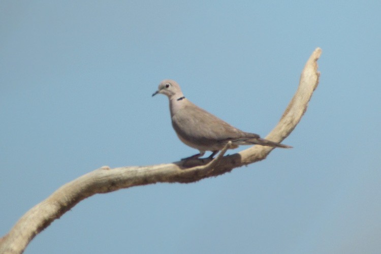 African Collared-Dove - ML312227591