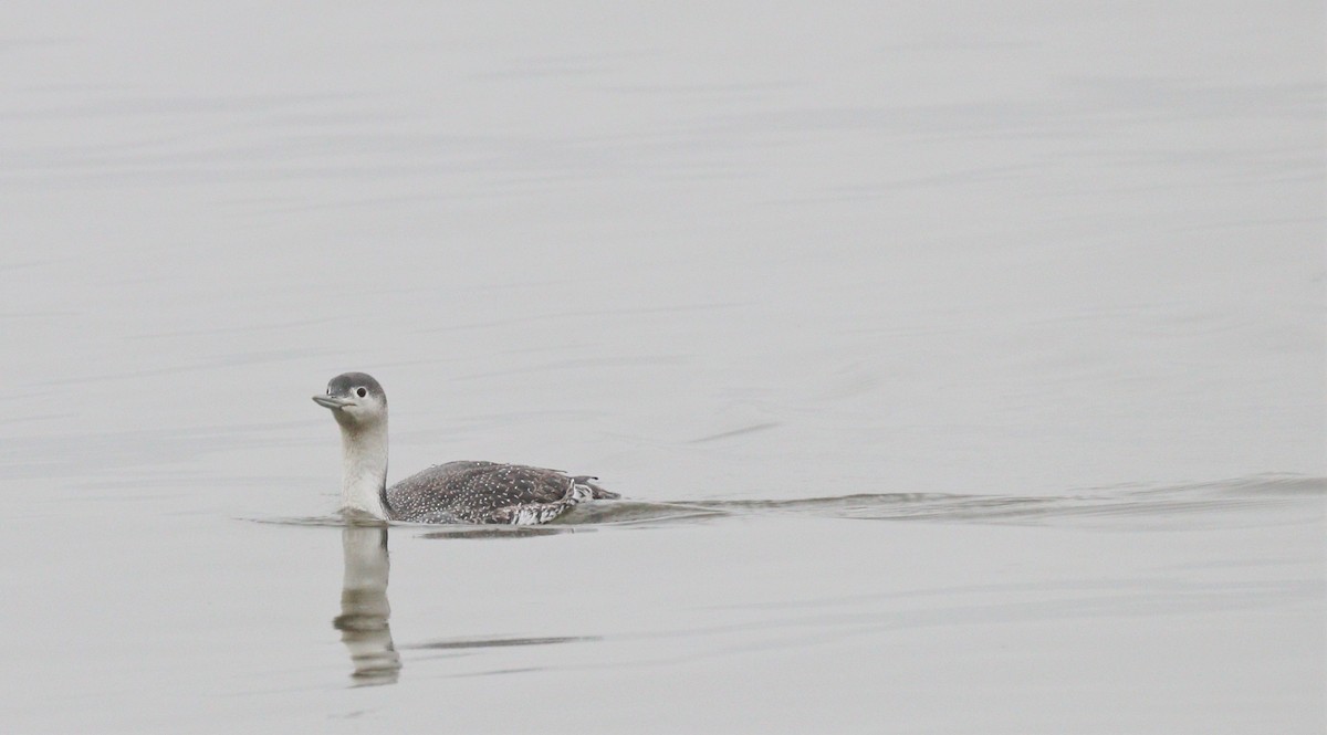 Red-throated Loon - ML312234301
