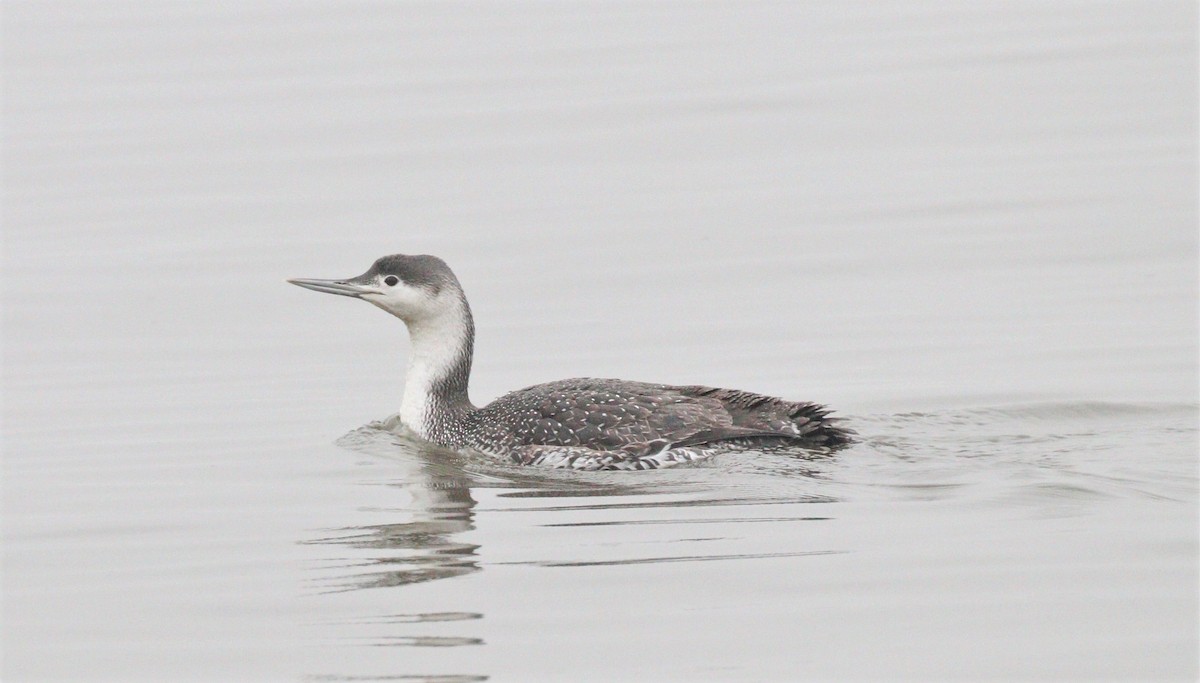 Red-throated Loon - ML312234311