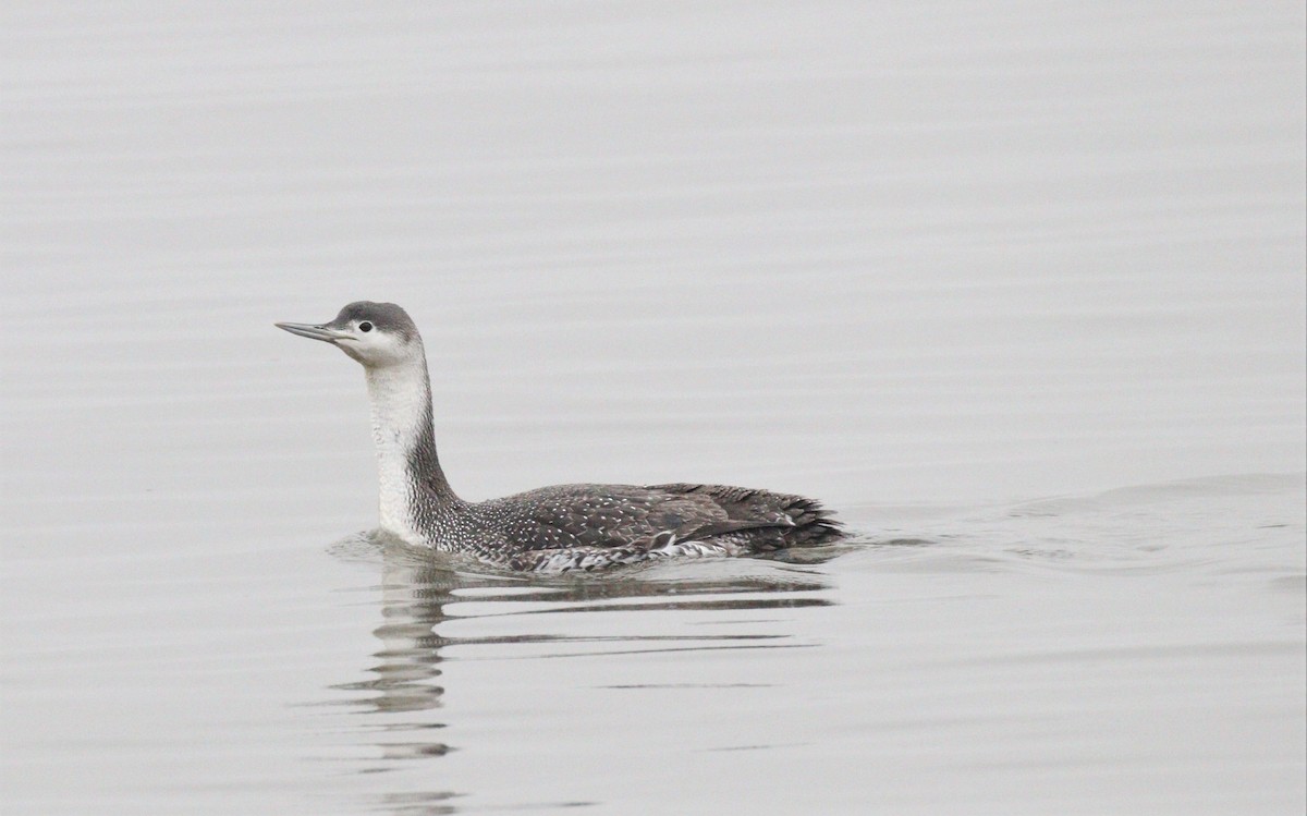Red-throated Loon - ML312234321